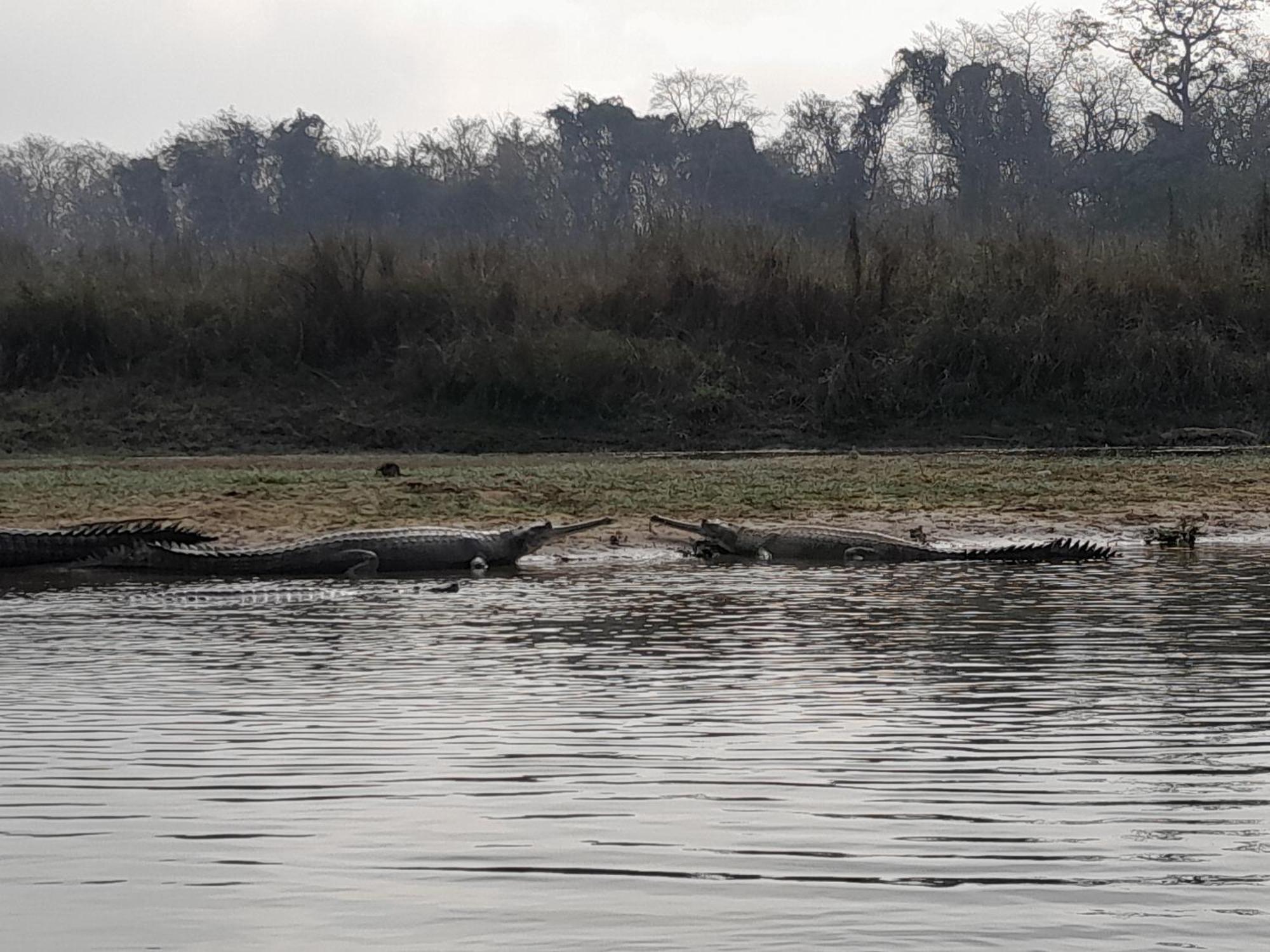 Crocodile Safari Camp Hotel Chitwan Exterior photo