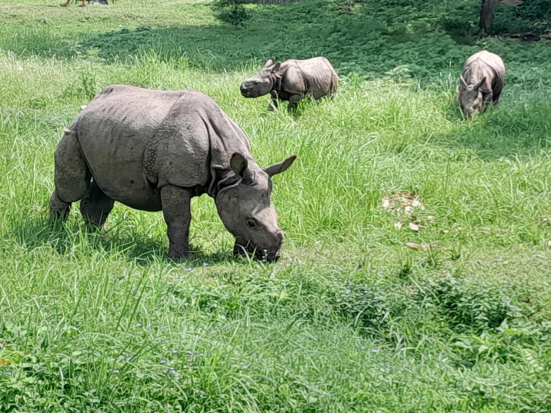 Crocodile Safari Camp Hotel Chitwan Exterior photo