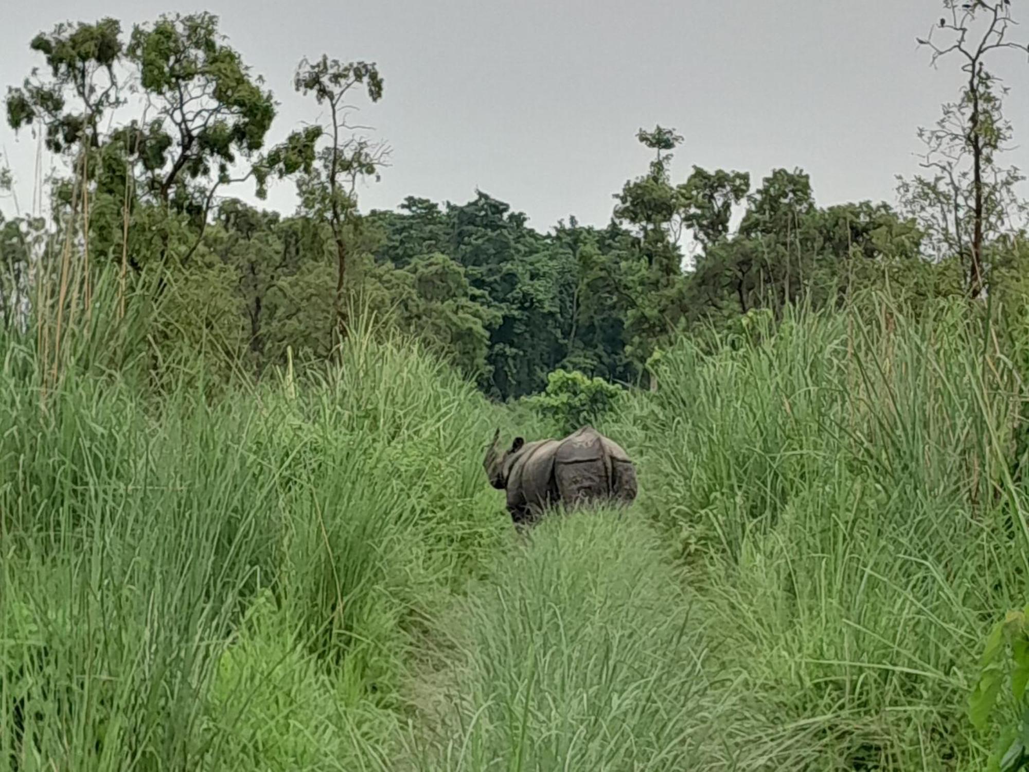 Crocodile Safari Camp Hotel Chitwan Exterior photo