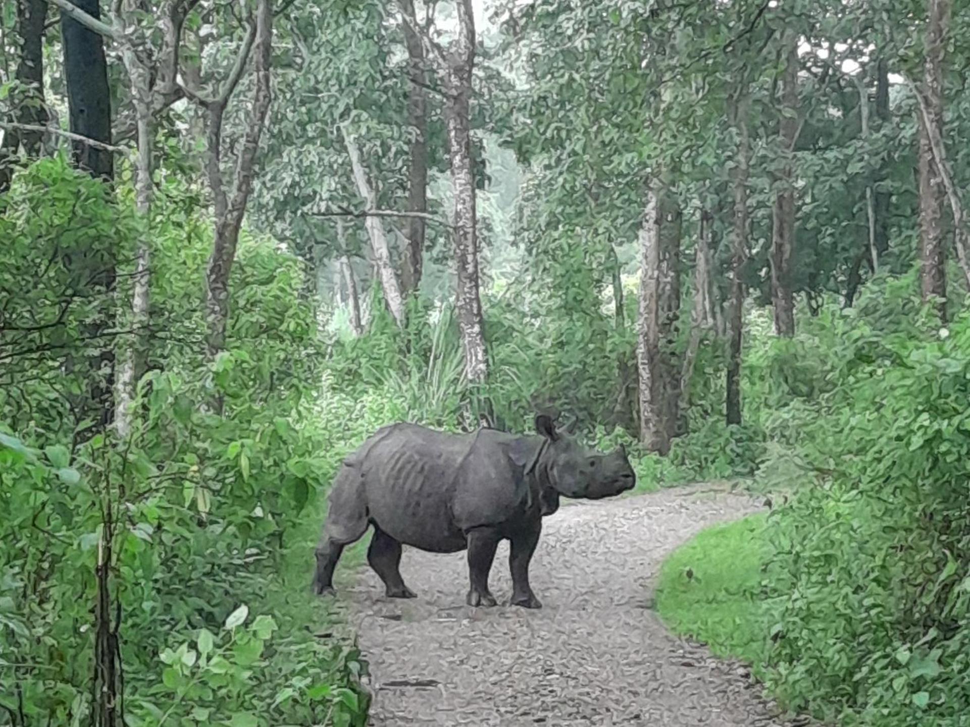 Crocodile Safari Camp Hotel Chitwan Exterior photo