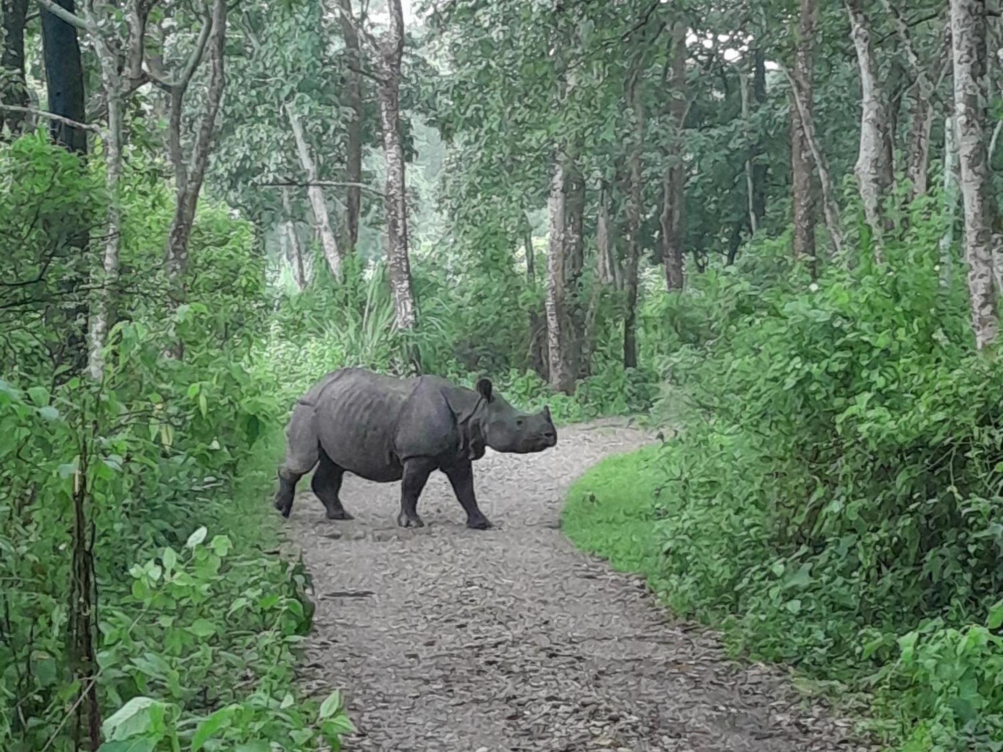 Crocodile Safari Camp Hotel Chitwan Room photo