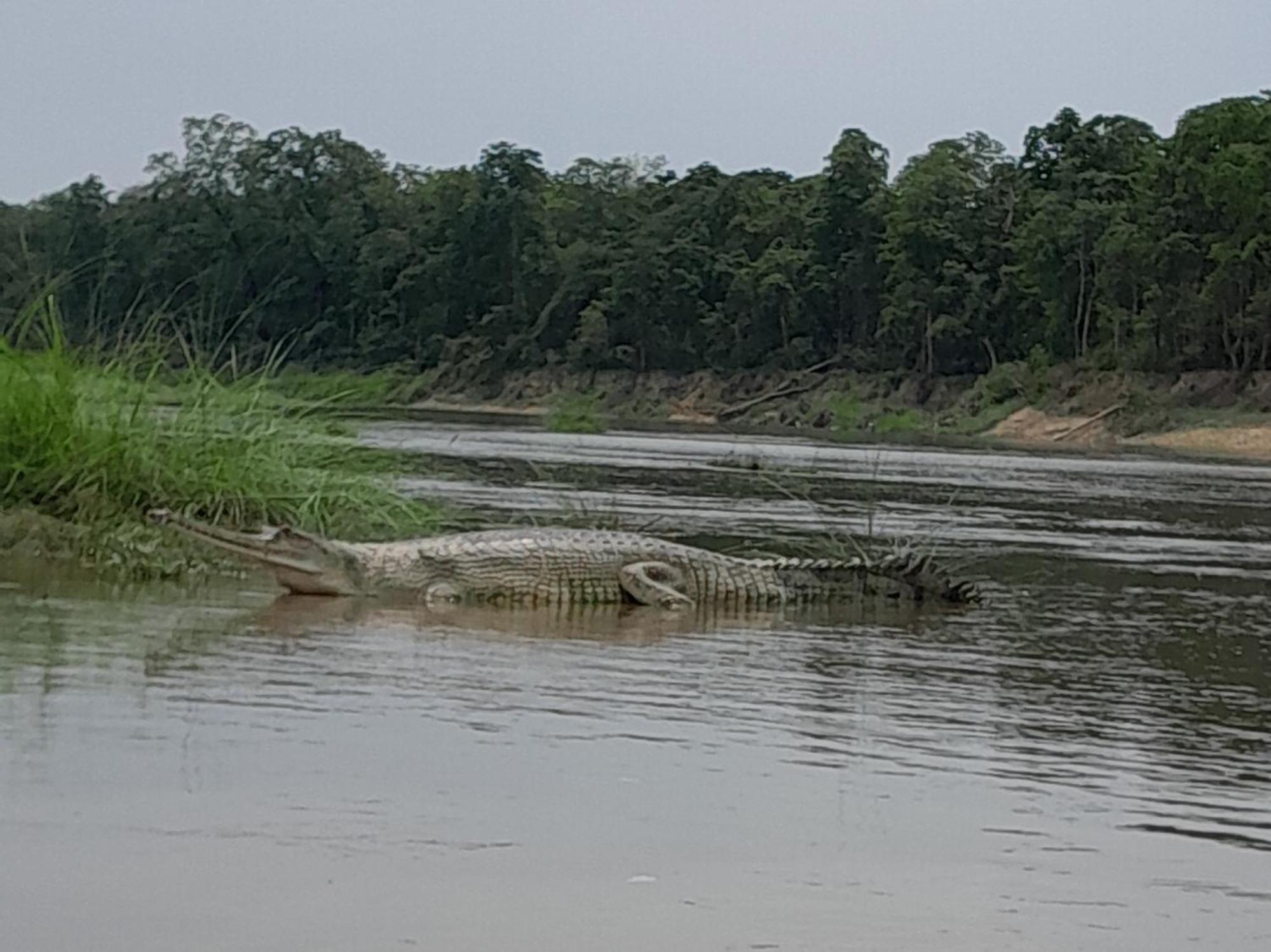 Crocodile Safari Camp Hotel Chitwan Exterior photo